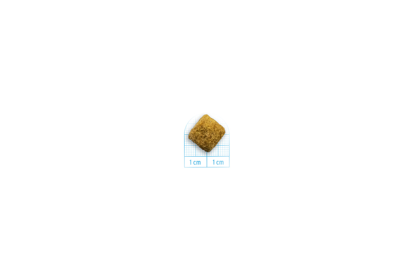 FORZA10 VetDiet INTESTINAL COLON Fase 1 All Breed šunims su ėriena ir sorgais